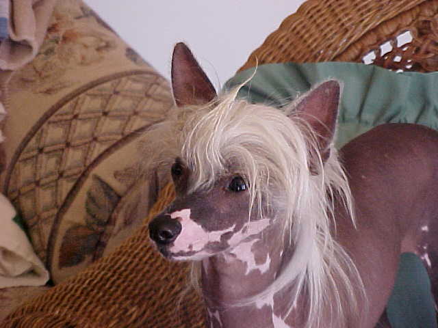 gypsy.jpg